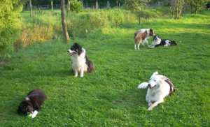 20110827Merlin3 027.jpg
